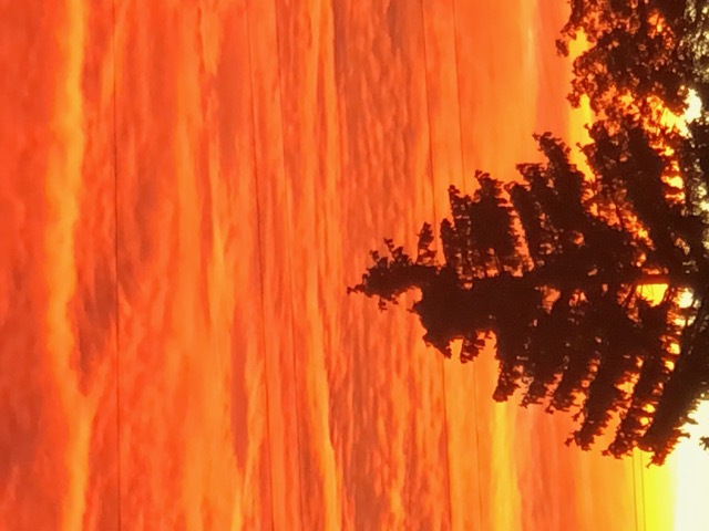 trees in the sunset